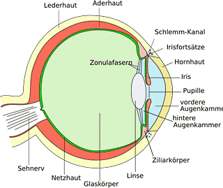 Schemabild - Das Auge