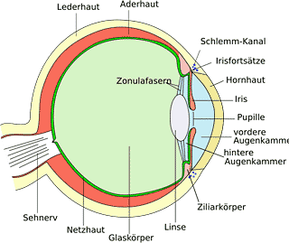 Schemabild - Das Auge Schemabild - Das Auge