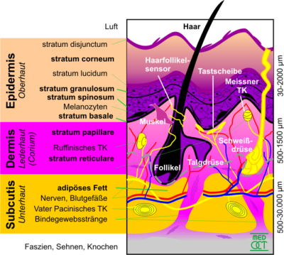 Aufbau der Haut