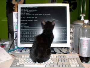 Hacking cat